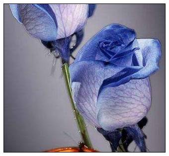 关于爱心和感恩的格言