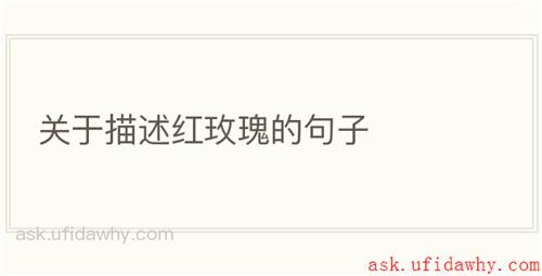 关于描述红玫瑰的句子